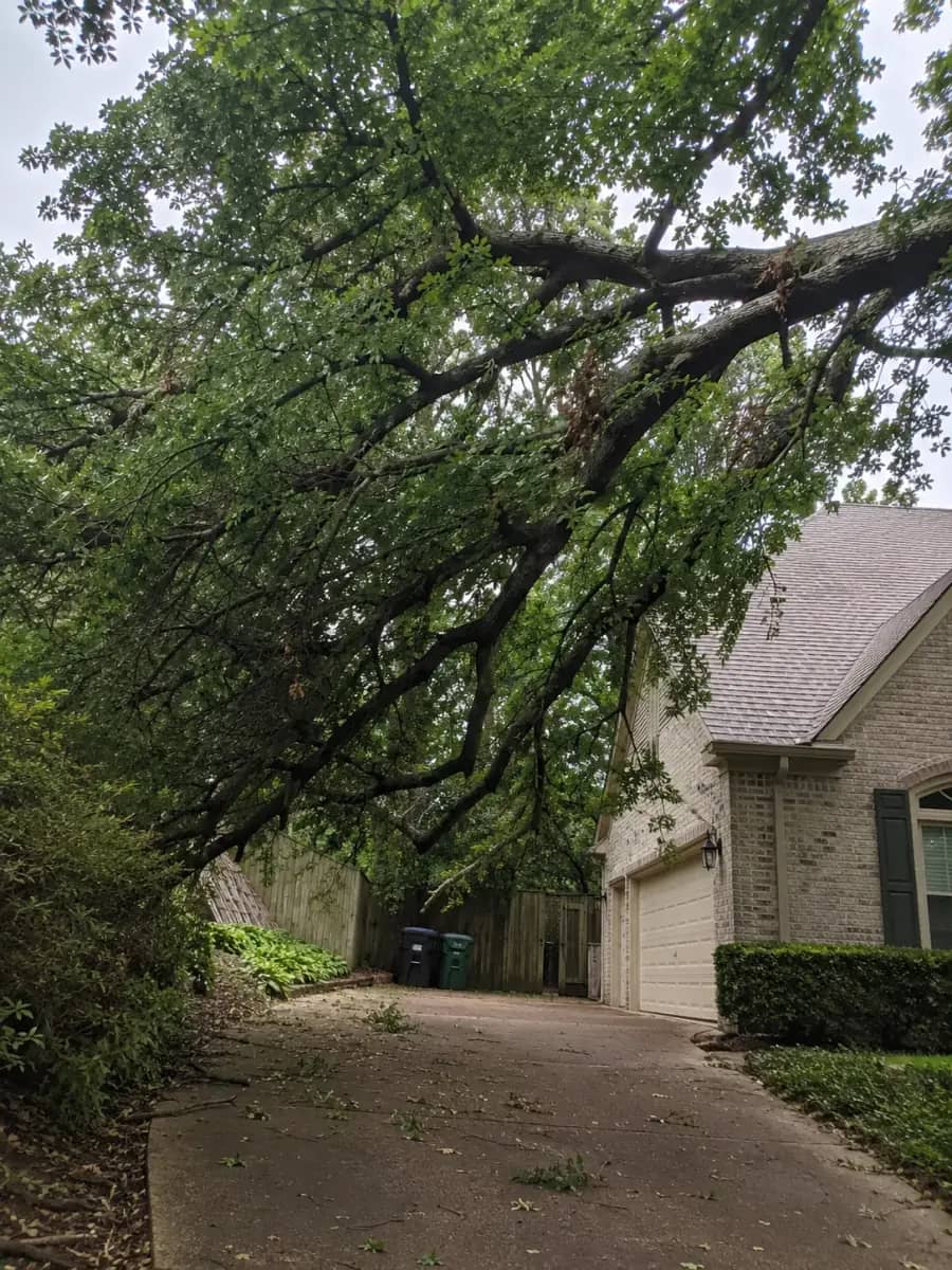 Before - Richmond TreeWorks project