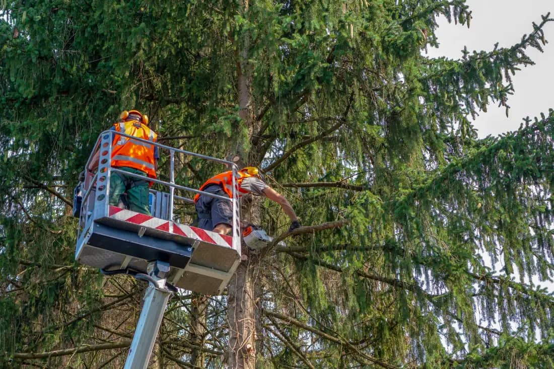 Richmond TreeWorks tree care crew working in Richmond — photo 1