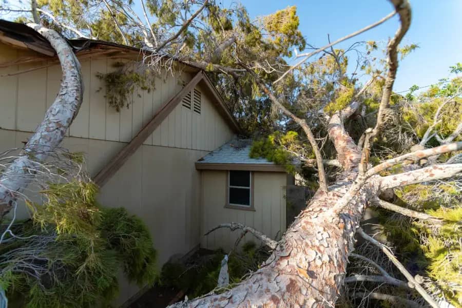 Emergency Tree Service by Richmond TreeWorks in Richmond